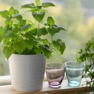 Kitchen Gardening - PlantySpot