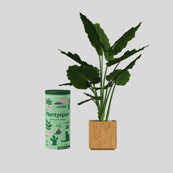 indoo plants fo home