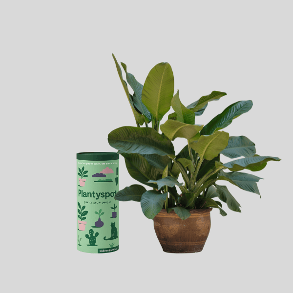 indoo plants fo home -PlantySpot