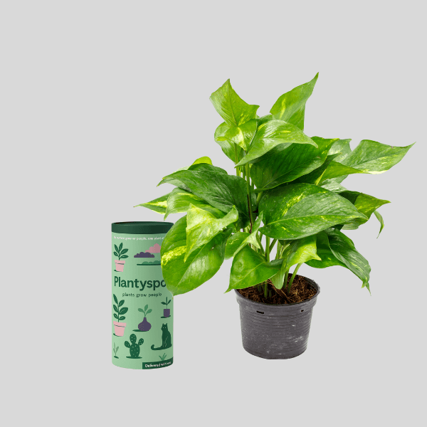 indoo plants fo home -PlantySpot