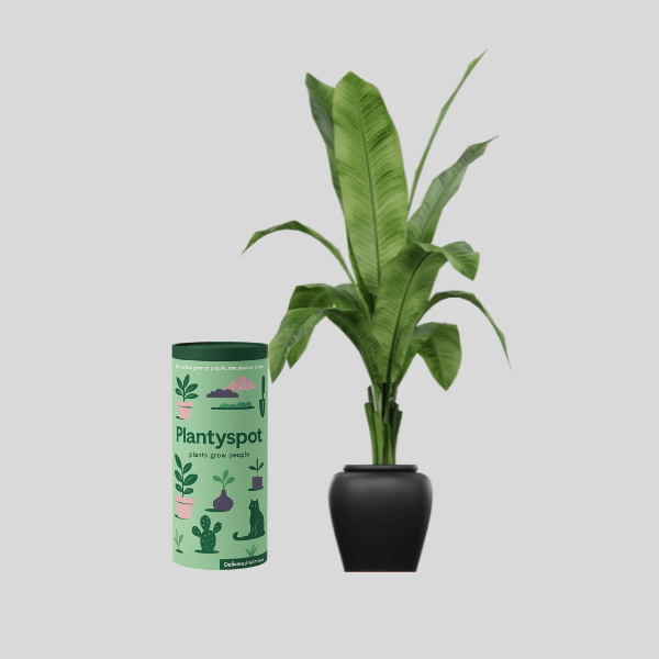 indoo plants fo home - plantySpot