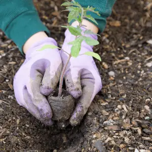 Gardening basic - PlantySpot