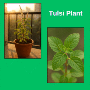 Tulsi plant in clay pot placed in sunlight for maximum indoor oxygen benefits