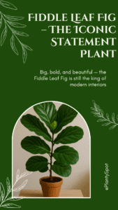 Indoor Plant for home - Variegated-Monstera