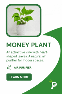 Indoor Plants for home - Money Plant